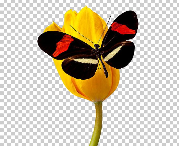 Beautiful Butterfly PNG, Clipart, Animal, Arthropod, Beautiful Butterfly, Bee, Blog Free PNG Download