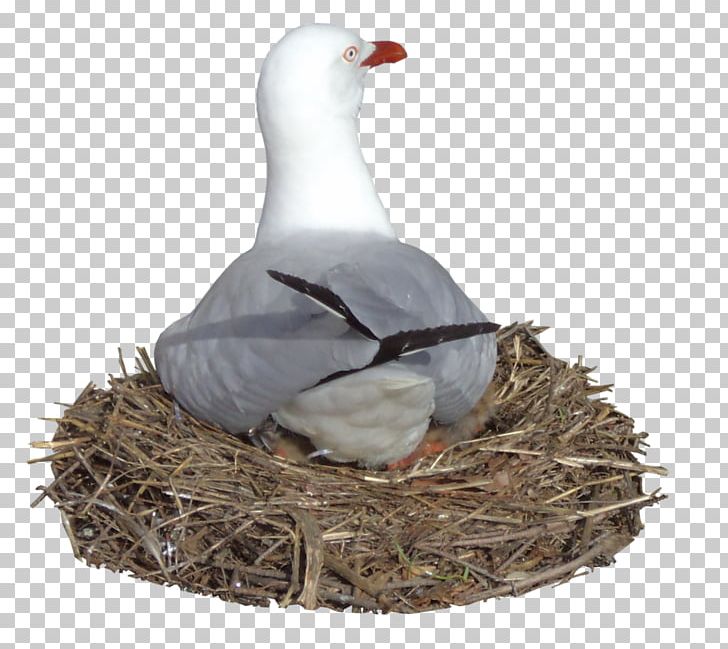 Bird Nest Gulls Goose Common Gull PNG, Clipart, Anatidae, Animals, Beak, Bird, Bird Nest Free PNG Download