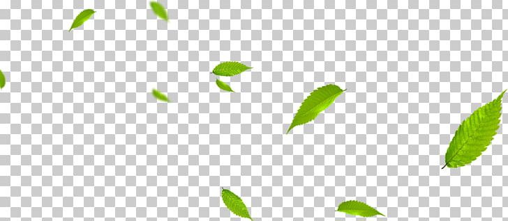 Leaf Green Euclidean Gratis PNG, Clipart, Angle, Background Green, Computer Wallpaper, Data Compression, Designer Free PNG Download