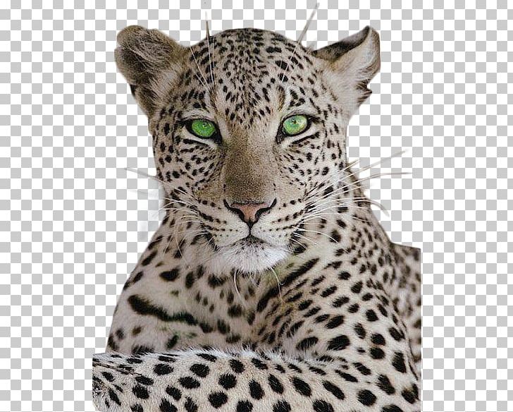 Leopard Cheetah Cat Black Panther Tiger PNG, Clipart, Animal, Animal Print, Big Cats, Black Panther, Carnivoran Free PNG Download