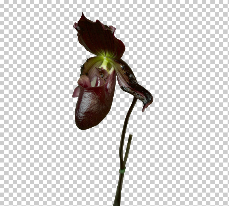 Flower Plant Flying Duck Orchid Cypripedium Nepenthes PNG, Clipart, Cypripedium, Flower, Flying Duck Orchid, Fly Orchid, Nepenthes Free PNG Download