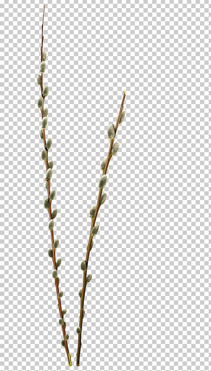 Willow PNG, Clipart, Branch, Bushes, Catkin, Clip Art, Desktop Wallpaper Free PNG Download