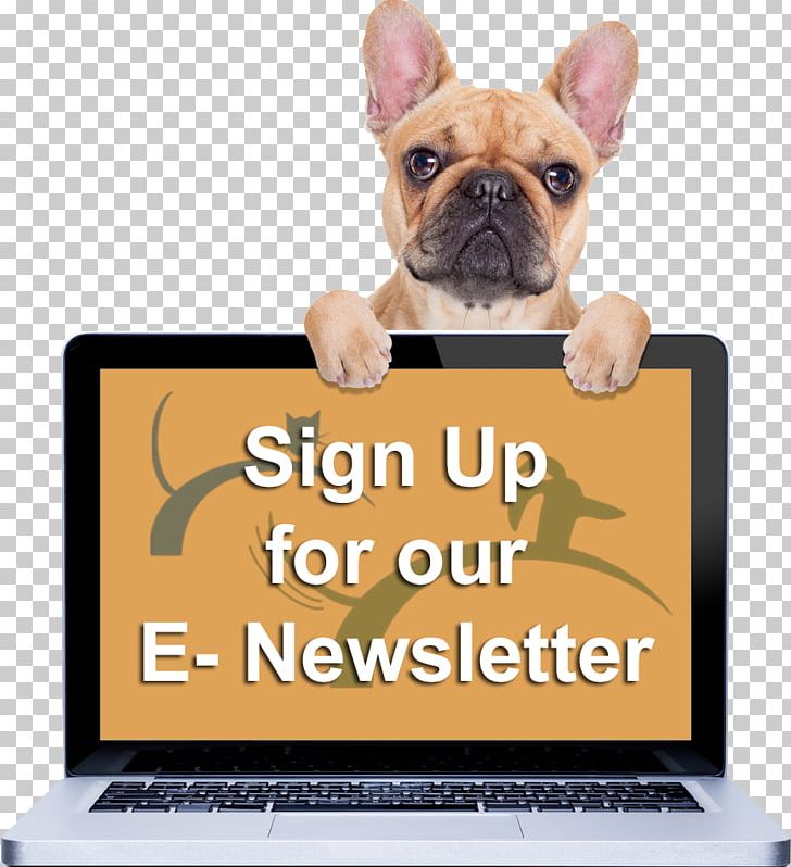French Bulldog Puppy Chihuahua Fawn PNG, Clipart, Animals, Breed, Bulldog, Carnivoran, Chihuahua Free PNG Download