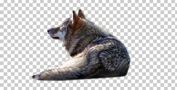 Gray Wolf PhotoScape PNG, Clipart, Black Wolf, Carnivoran, Dog Breed, Dog Like Mammal, Download Free PNG Download