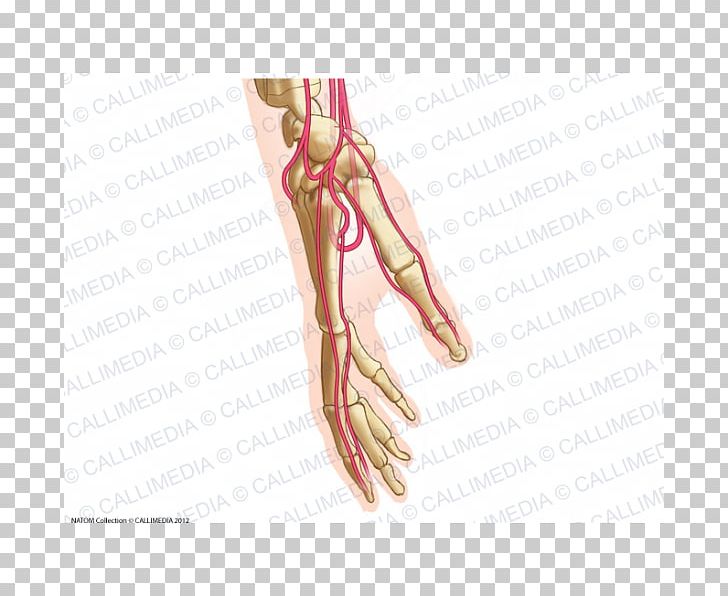 Thumb Finger Artery Hand Common Palmar Digital Arteries PNG, Clipart, Arm, Artery, Blood Vessel, Circulatory System, Common Palmar Digital Arteries Free PNG Download