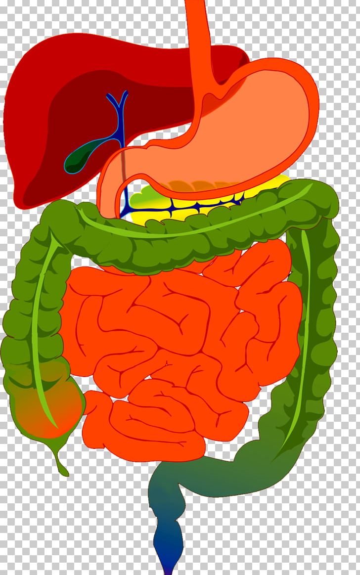 Human Digestive System Gastrointestinal Tract Digestion Organ PNG, Clipart, Abdomen, Anatomy, Brain, Diagram, Digestion Free PNG Download