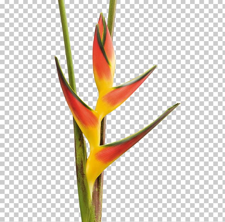 Lobster-claws Flower Product Export Beefsteak PNG, Clipart, Beefsteak, Export, Flower, Heliconia, Innovation Free PNG Download