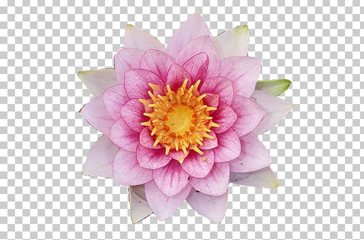 Nakshatra Flower Glog Anuradha Astrology PNG, Clipart, Annual Plant, Aquatic Plant, Astrology, Cut Flowers, Flower Free PNG Download