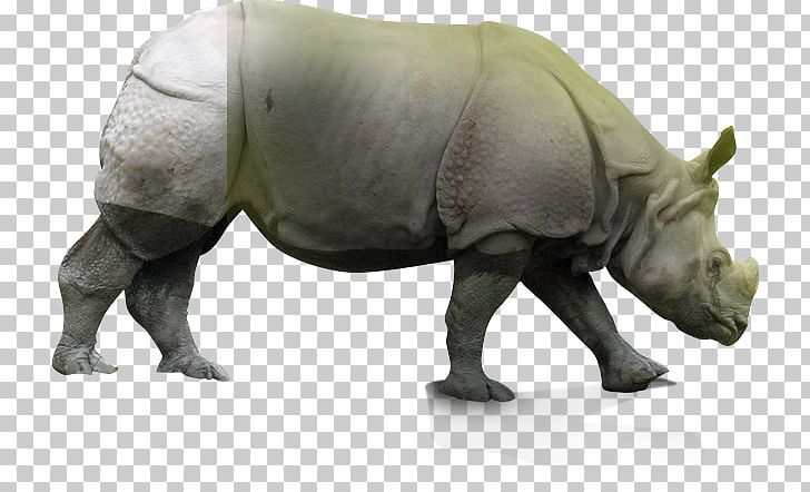 Rhinoceros Terrestrial Animal Snout Wildlife PNG, Clipart, Animal, Animal Figure, Fauna, Grass, Horn Free PNG Download