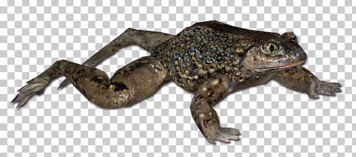 American Bullfrog True Frog Toad Tree Frog PNG, Clipart, American Bullfrog, Amphibian, Animal, Animal Figure, Animals Free PNG Download