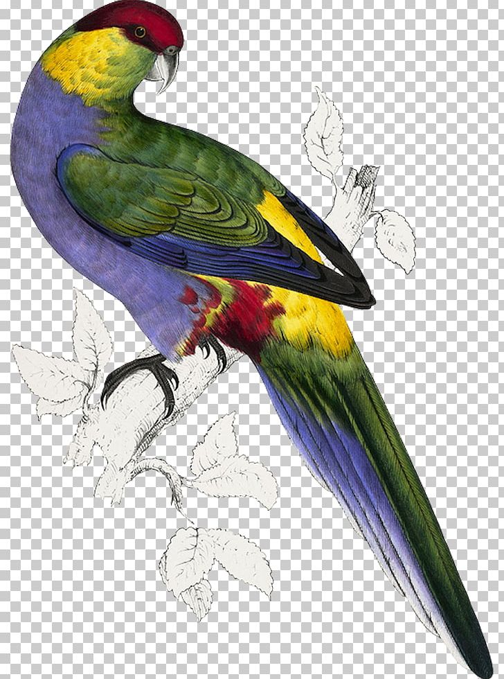 Bird Budgerigar Red-capped Parrot Illustrations Of The Family Of Psittacidae PNG, Clipart, Animals, Bird, Edward Lear, Fauna, Feather Free PNG Download