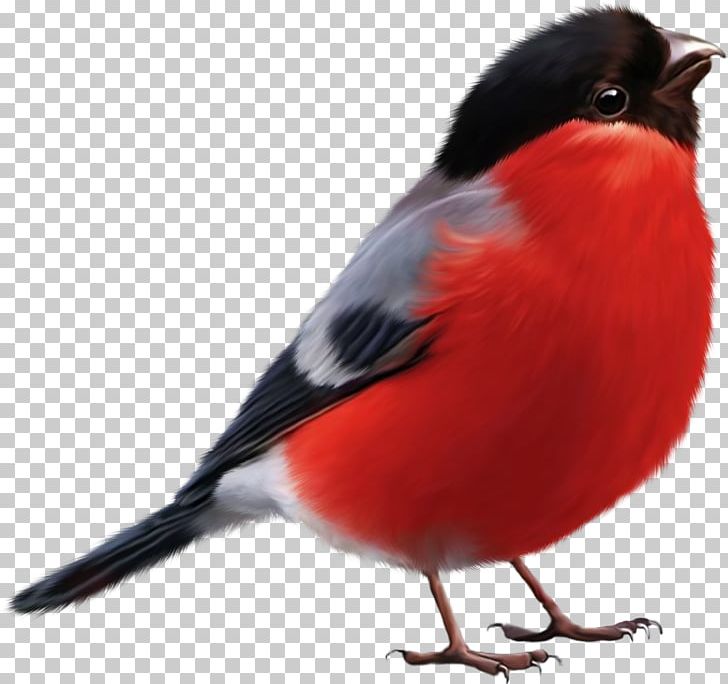 Bird Eurasian Bullfinch Drawing PNG, Clipart, Animals, Beak, Bird, Blog, Bullfinch Free PNG Download