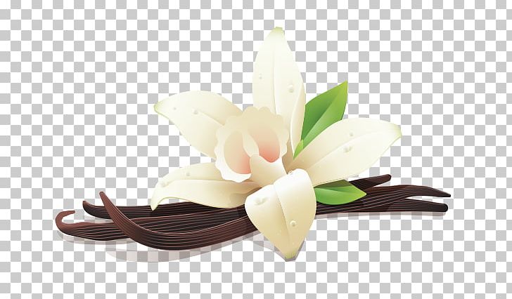 Flat-leaved Vanilla Whey Kajang Flavor PNG, Clipart, Bean, Cut Flowers, Flatleaved Vanilla, Flavor, Flower Free PNG Download