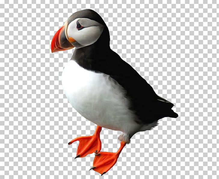 Puffin Penguin Beak Auk PNG, Clipart, Auk, Beak, Bird, Charadriiformes, Penguin Free PNG Download