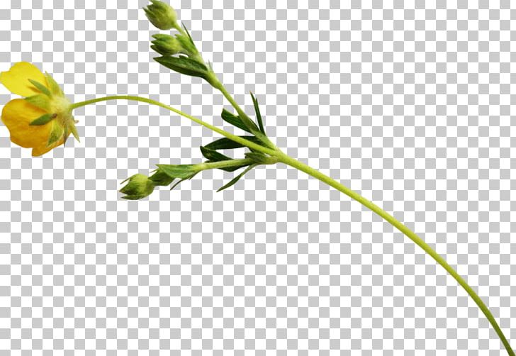Flower Floral Design PNG, Clipart, Bud, Digital Image, Download, Drawing, Flora Free PNG Download
