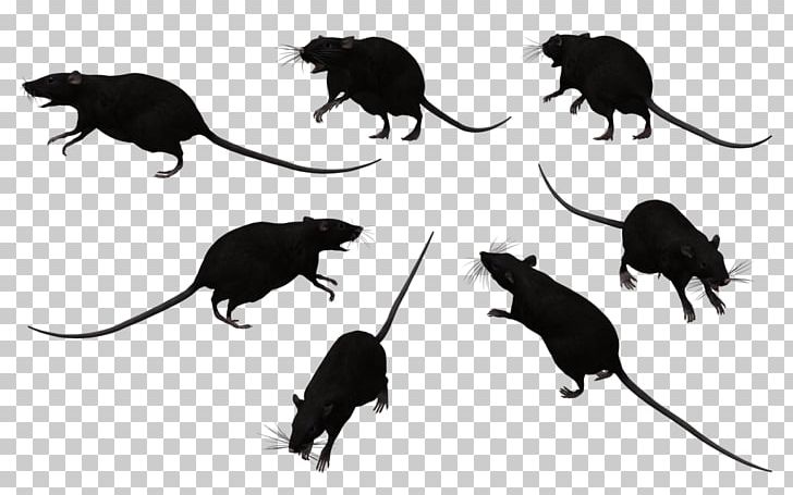 Black Rat Bonthain Rat Laboratory Rat Mouse PNG, Clipart, Black And White, Black Rat, Bonthain Rat, Clip Art, Free Content Free PNG Download