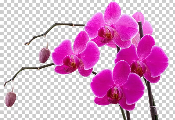 Orchids Flower Color PNG, Clipart, Blossom, Branch, Clip Art, Color, Desktop Wallpaper Free PNG Download