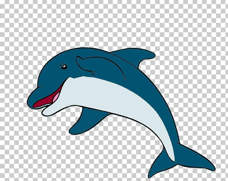 Common Bottlenose Dolphin Short-beaked Common Dolphin Tucuxi Rough-toothed Dolphin Wholphin PNG, Clipart, Ancora, Animals, Biology, Bottlenose Dolphin, Common Bottlenose Dolphin Free PNG Download
