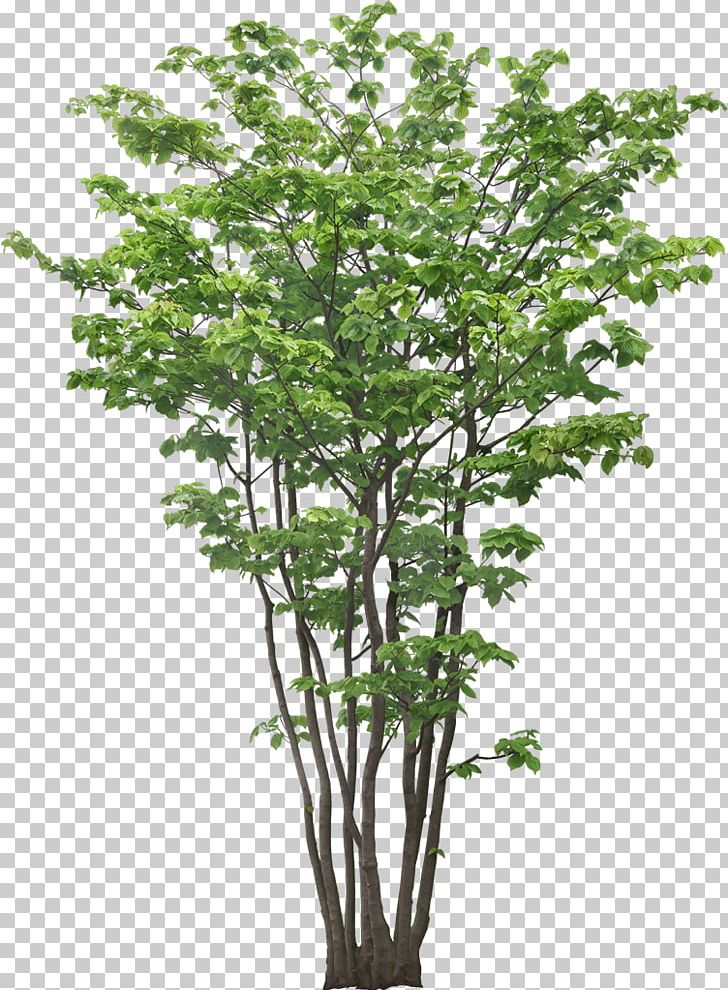 Computer Graphics PNG, Clipart, Autumn Tree, Branch, Christmas Tree, Computer Graphics, Encapsulated Postscript Free PNG Download