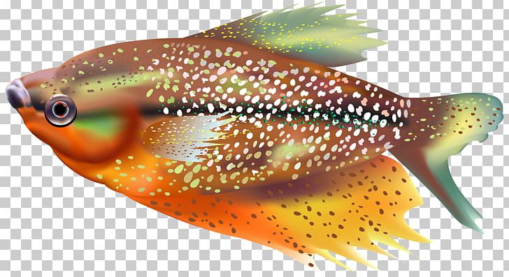 Fish PNG, Clipart, Animal, Bony Fish, Bony Fishes, Clip Art, Clipart Free PNG Download