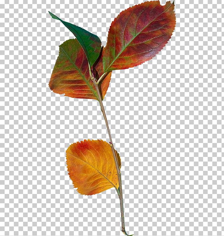 Осенние листья Leaf Plant Stem PNG, Clipart, Branch, Leaf, Material, Others, Plant Free PNG Download