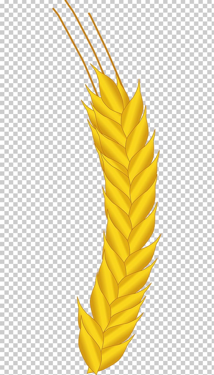 Maize Agriculture Crop Wheat PNG, Clipart, Agribusiness, Agriculture, Cereal, Commodity, Corn On The Cob Free PNG Download