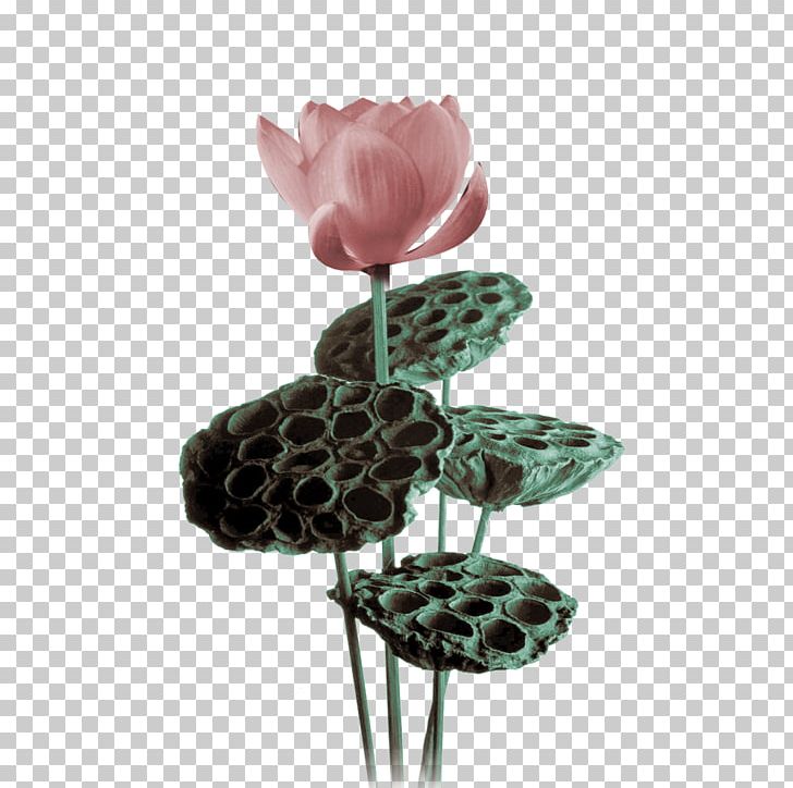 Nelumbo Nucifera PNG, Clipart, Ancient Egypt, Ancient Greece, Ancient Greek, Ancient Rome, Ancient Vector Free PNG Download