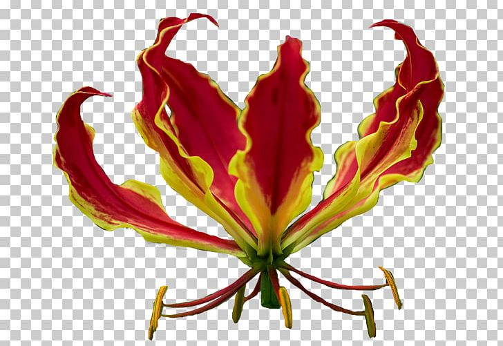 Petal Leaf Plant Stem Flowering Plant PNG, Clipart, Flora, Flower, Flowering Plant, Leaf, Petal Free PNG Download