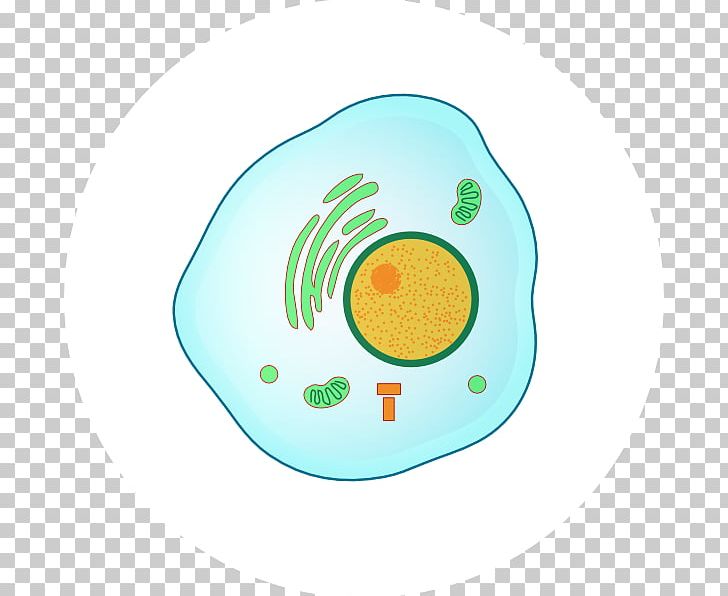 Prophase Interphase Mitosis Metaphase G1 Phase PNG, Clipart, Anaphase, Cell, Cell Cycle, Chromosome, Circle Free PNG Download