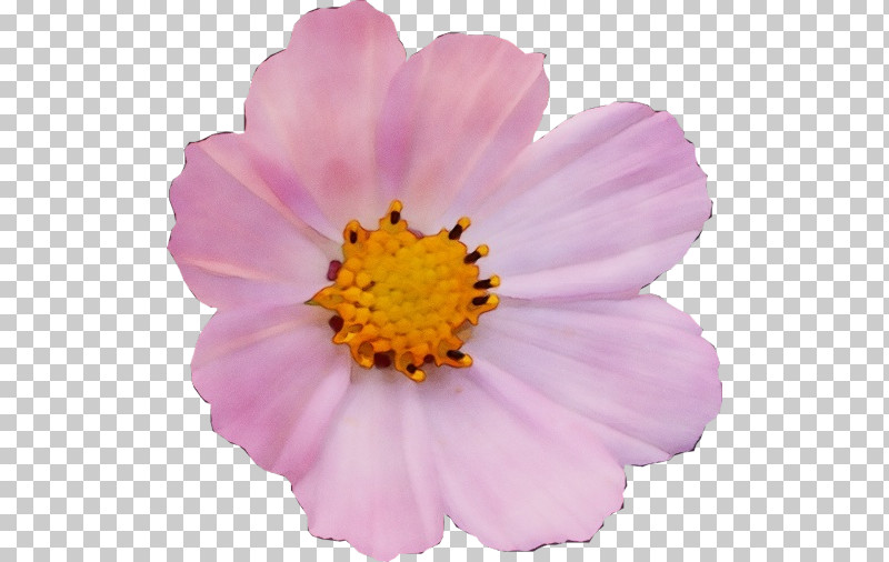 Annual Plant Garden Cosmos Aster Flower Plants PNG, Clipart, Annual Plant, Aster, Biology, Flower, Garden Cosmos Free PNG Download