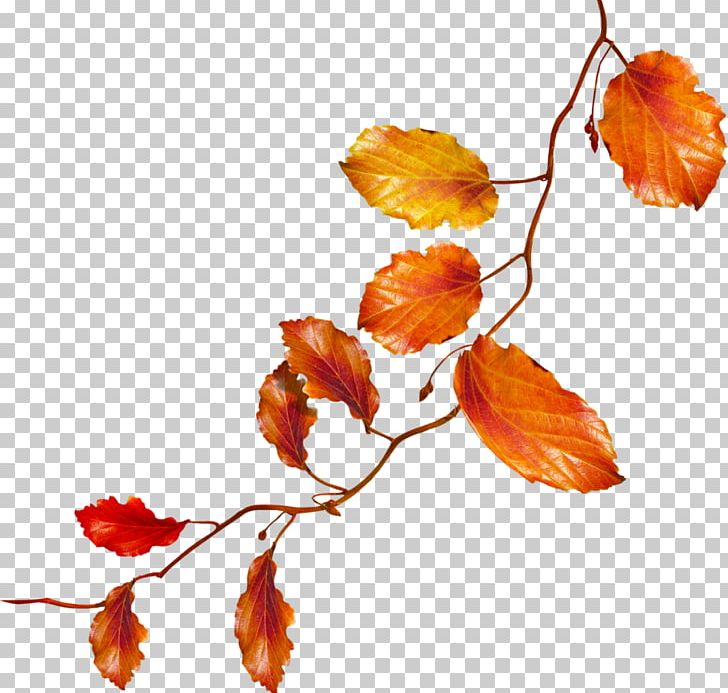 Autumn Flower PNG, Clipart, Albom, Autumn, Branch, Computer Icons, Download Free PNG Download
