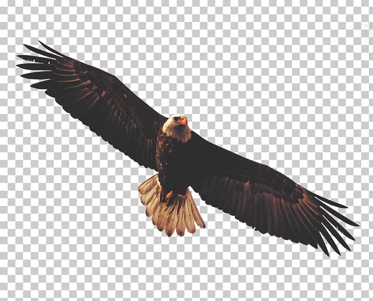 Bald Eagle Sticker Wall Decal PNG, Clipart, Accipitriformes, Adhesive, Animals, Bald Eagle, Beak Free PNG Download