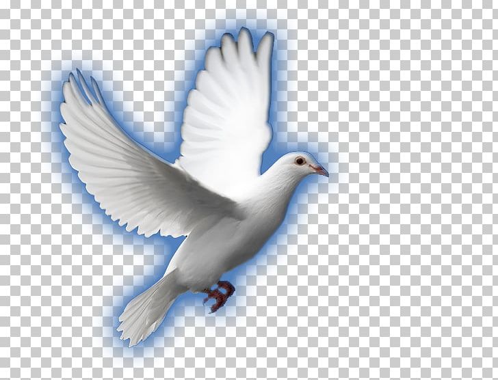Columbidae Bird Rock Dove Cygnini Goose PNG, Clipart, Animal, Animals, Beak, Bird, Cartoon Free PNG Download