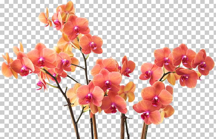 Cut Flowers Moth Orchids Floral Design Floristry PNG, Clipart, Cut Flowers, Floral Design, Floristry, Moth, Orchids Free PNG Download