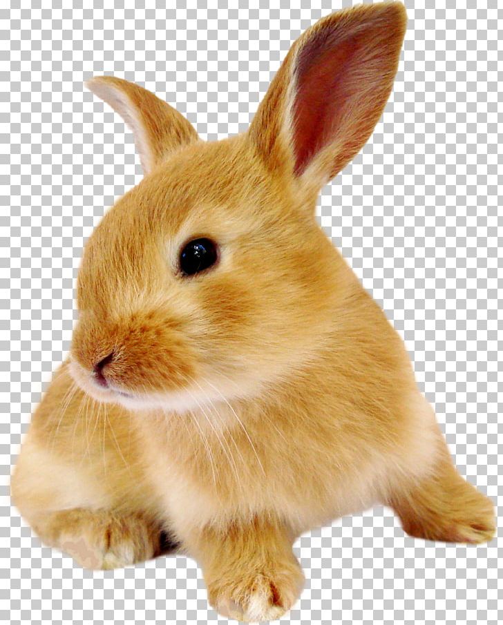 Domestic Rabbit European Rabbit Hare Eastern Cottontail PNG, Clipart, Animal, Animals, Cottontail Rabbit, Domestic Rabbit, Eastern Cottontail Free PNG Download