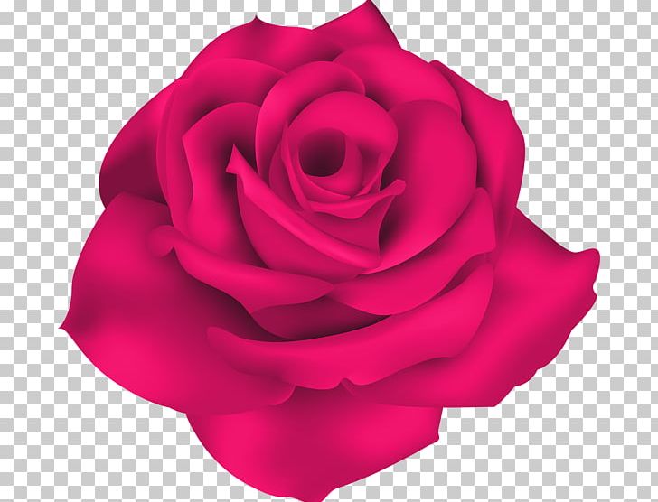 Garden Roses Cabbage Rose Desktop PNG, Clipart, Blue Rose, China Rose, Closeup, Computer Icons, Cut Flowers Free PNG Download
