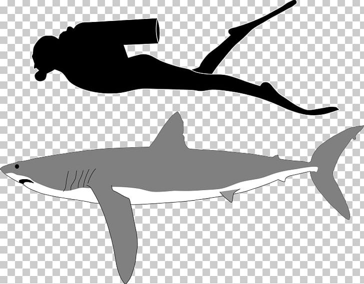 Isurus Oxyrinchus Longfin Mako Shark Tiger Shark Pelagic Thresher Great White Shark PNG, Clipart, Bull Shark, Cartilaginous Fish, Common Thresher, Fauna, Fin Free PNG Download