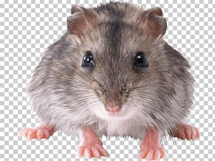 Mouse Front PNG, Clipart, Animals, Mice Free PNG Download