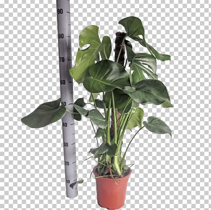 Swiss Cheese Plant OranjeVliet Kwekerij Embryophyta Flowerpot Houseplant PNG, Clipart, Centimeter, Embryophyta, Flowerpot, Greenhouse, Horticulture Free PNG Download