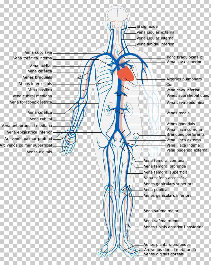 Systemic Venous System Deep Vein Human Body Circulatory System PNG, Clipart, Abdomen, Anatomy, Area, Arm, Blood Vessel Free PNG Download