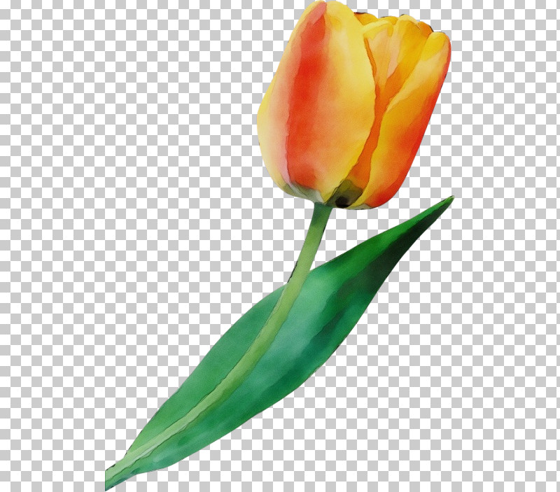 Orange PNG, Clipart, Anthurium, Bud, Cut Flowers, Flower, Lady Tulip Free PNG Download