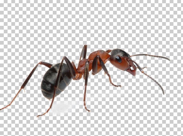 Argentine Ant Insect Pest Ant Colony PNG, Clipart, Animals, Ant, Ant Colony, Argentine Ant, Arthropod Free PNG Download