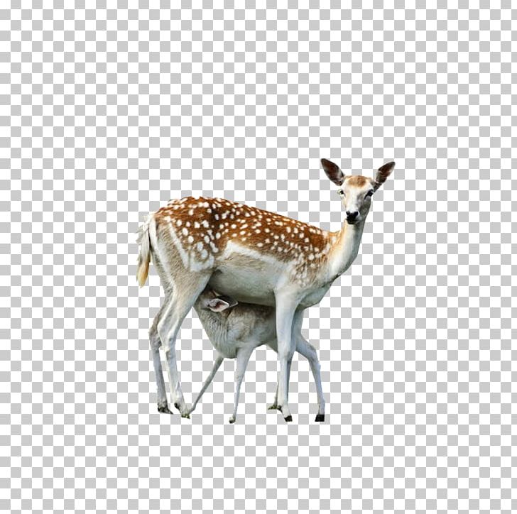 Artemis--goddess Of The Hunt And Moon Apollo Zeus Red Deer PNG, Clipart, Animal, Animals, Antelope, Antler, Apollo Free PNG Download