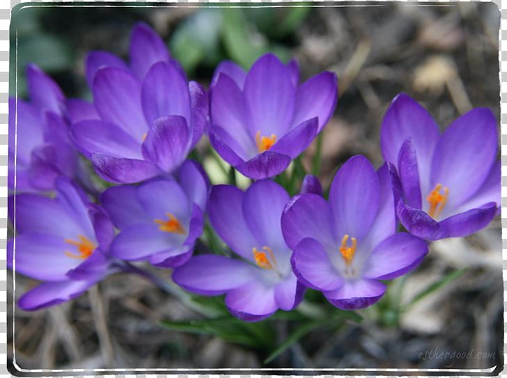 Crocus Violet Iridaceae Purple Flower PNG, Clipart, Annual Plant, Crocus, Flora, Flower, Flowering Plant Free PNG Download
