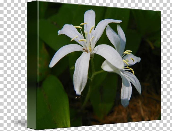 Lily M PNG, Clipart, Flora, Flower, Flowering Plant, Iris, Iris Family Free PNG Download