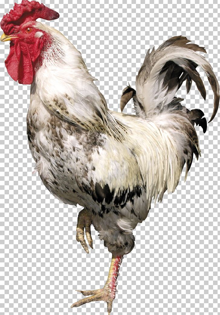 Rooster Bird Chicken PNG, Clipart, Animals, Beak, Bird, Button, Chicken Free PNG Download