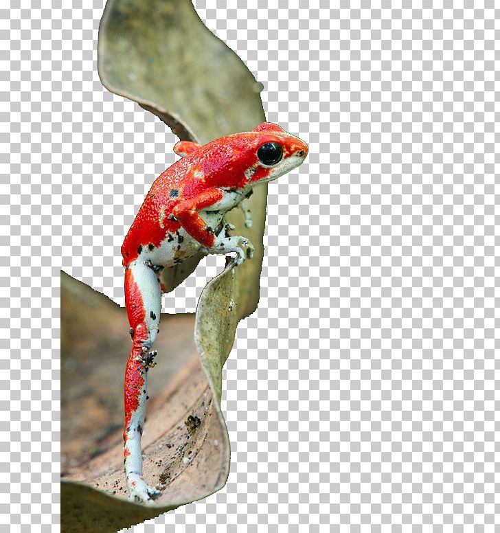 Strawberry Poison-dart Frog Reptile Amphibian Blue Poison Dart Frog PNG, Clipart, Amphibian, Animal, Background Black, Black, Black Free PNG Download