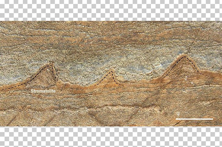 Earth Fossil Stromatolite Warrawoona Science PNG, Clipart, Abiogenesis, Earth, Fossil, Fossils, Geological History Of Earth Free PNG Download