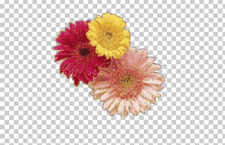 Flower Gerbera Jamesonii Chrysanthemum PNG, Clipart, Chr, Chrysanthemum, Color, Color Pencil, Colors Free PNG Download