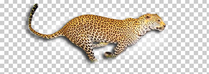 Leopard Cheetah Wildlife PNG, Clipart, Animal Figure, Animals, Big Cat, Big Cats, Biggame Hunting Free PNG Download